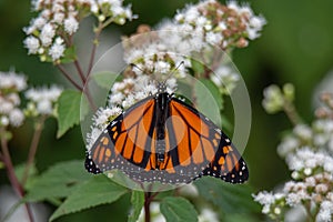 Monarch butterfly with its wings spread