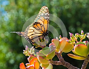 Monarch Butterfly on a Jade Plant