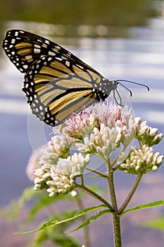 Monarch Butterfly on Joe Pye Weed