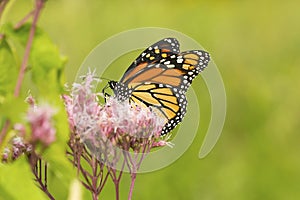 Monarch butterfly on Joe Pye Weed in Newbury, New Hampshire