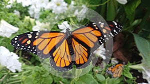 Monarch butterfly just released from its chrysalis