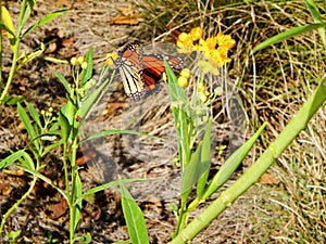 butterflies and wildflowers