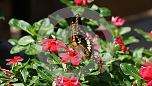 A Monarch butterfly landing on a bright red flower.