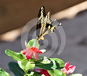 A Monarch butterfly landing on a bright red flower.