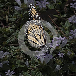 Monarch Butterfly Landing in a Field of Clover