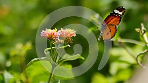 Monarch butterfly landing on a flower