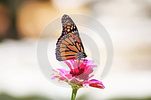 Monarch butterfly landing on red-pink zinnia against blurred bokeh background