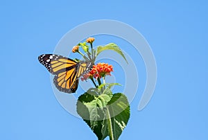 Monarch butterfly on Lantana flower in bright sunlight
