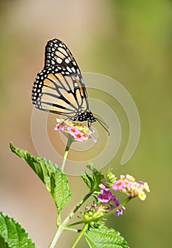 Monarch butterfly on Lantana flowers