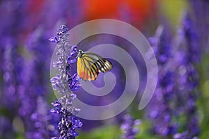 Monarch Butterfly on the Lavender in Garden