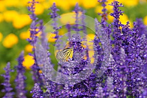 Monarch Butterfly on the Lavender in Garden