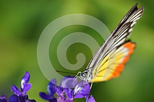 Monarch Butterfly on the Lavender in Garden