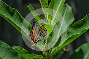 Monarch Butterfly laying an egg on the underside of a common milkweed leaf.