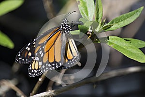 Monarch Butterfly Laying Eggs