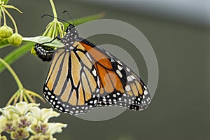 A monarch butterfly laying eggs on a milkweed plant