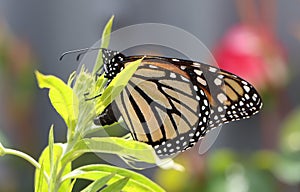 Monarch butterfly laying eggs on swan plant