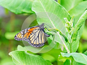 Monarch butterfly laying her egg on milkweed