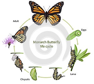 Monarch butterfly life cycle