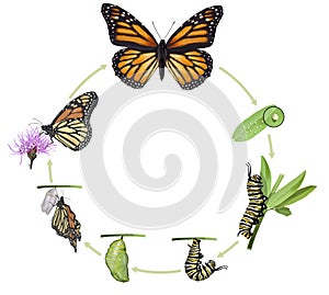 Monarch butterfly life cycle