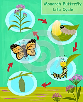 Monarch Butterfly Life Cycle