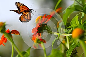 Monarch Butterfly Lifting off from Magnificent Mexican Sunflowers