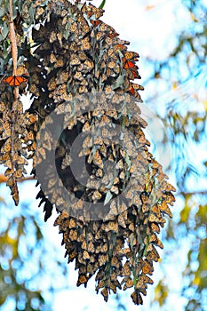 Monarch Butterfly A Long Cluster and colorful wings