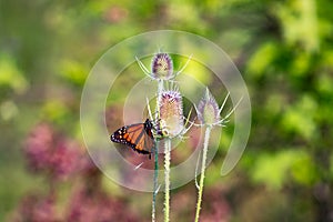 A monarch butterfly looking for nectar on green thistle