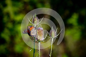 A monarch butterfly looking for pollen on a wildflower
