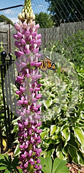 Monarch butterfly on a lupine