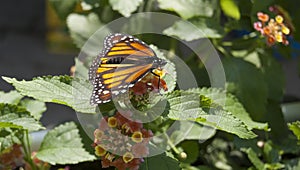 Monarch butterfly at Mackinac Island