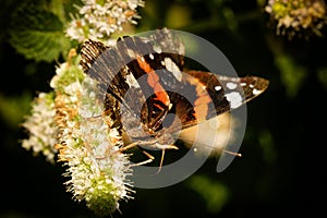 Monarch butterfly macro