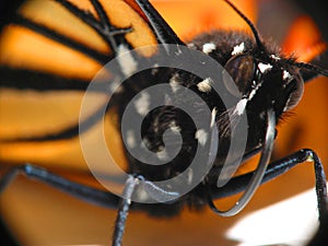 Monarch Butterfly macro