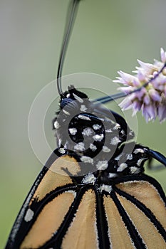 Monarch Butterfly macro on lavender Hyssop flower