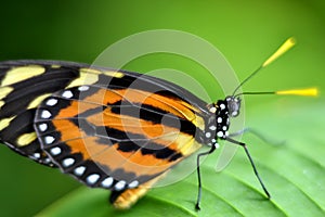 Monarch butterfly macro, orange and black