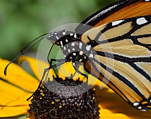 Monarch butterfly macro tongue sipping flower nectar