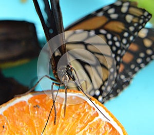 Monarch butterfly macro tongue sipping orange fruit