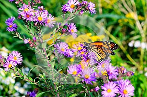 Monarch butterfly on the magenta asters