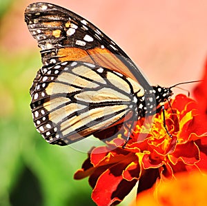 Monarch Butterfly on Marigold flower.