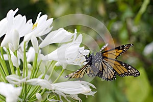 Monarch butterfly mating