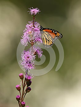 Monarch Butterfly on Meadow Blazingstar