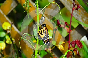 Monarch Butterfly Metamorphosis