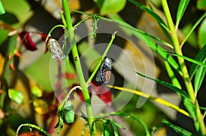 Monarch Butterfly Metamorphosis