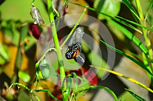 Monarch Butterfly Metamorphosis