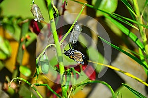 Monarch Butterfly Metamorphosis