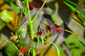 Monarch Butterfly Metamorphosis