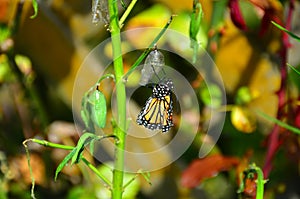 Monarch Butterfly Metamorphosis