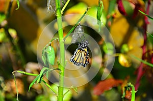 Monarch Butterfly Metamorphosis