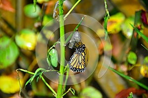 Monarch Butterfly Metamorphosis