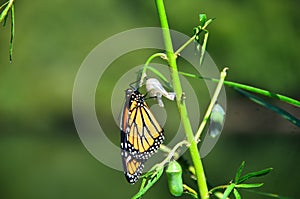 Monarch Butterfly Metamorphosis