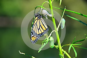 Monarch Butterfly Metamorphosis